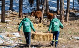 Doğanın asil sakinleri yılkı atlarını Büyükşehir ekipleri besliyor 