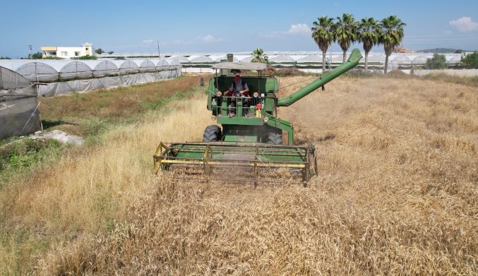 Akdeniz Belediyesi, yerli yakamoz buğdayının hasadını gerçekleştirdi