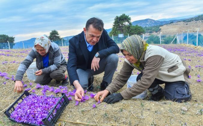 Yenişehir Belediyesinin desteğiyle safran üreticisi sayısı artıyor