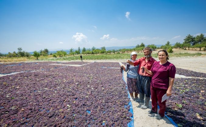 Coğrafi işaret tescilli ‘Kuş Üzümü’ çiftçinin yüzünü güldürüyor