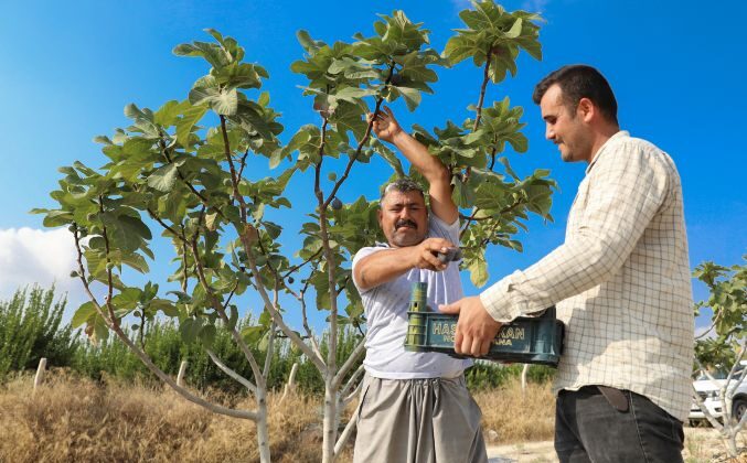 İncir fidanları meyvelerini veridi