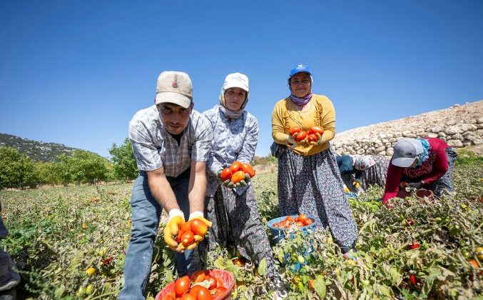 Belediyesi’nden yüzde 70’i hibeli domates fidesi desteği
