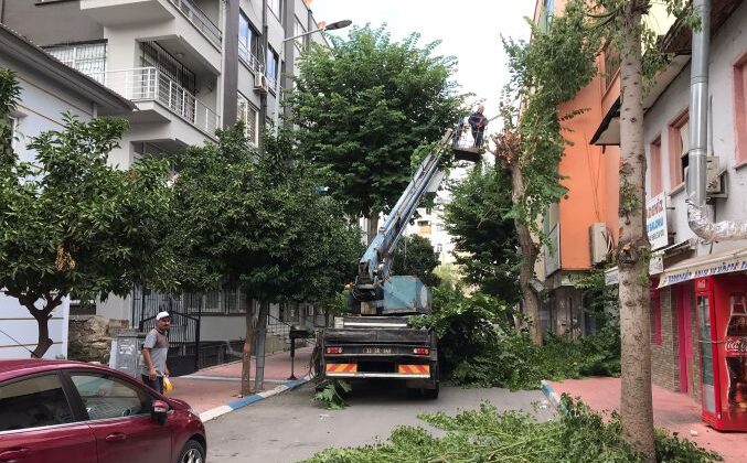 Akdeniz’de ağaçlara sonbahar bakımı