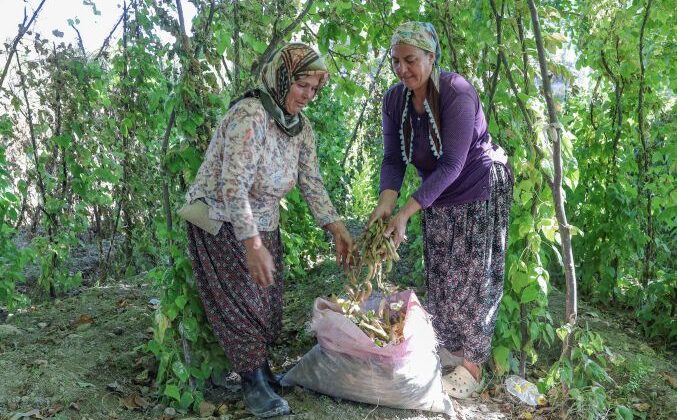 Atalık tohumları gelecek nesillere aktarıyor