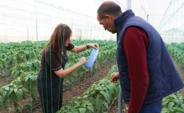 Üreticilere sera ipi ve yapışkanlı tuzak desteği