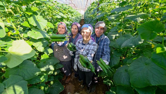 Büyükşehir’in hıyar fidesi desteği Aydıncık’ta hasada dönüştü
