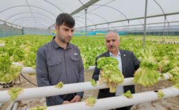 “Üretici marulları 2 liraya satamıyor, tüketici ise 50 liraya erişemiyor”