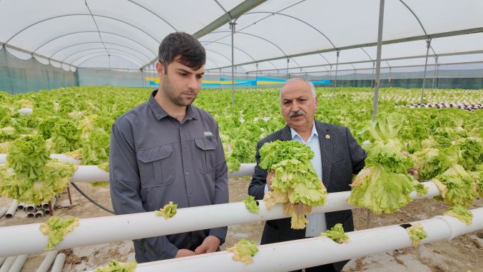 “Üretici marulları 2 liraya satamıyor, tüketici ise 50 liraya erişemiyor”