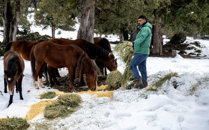 Büyükşehir ekipleri Toros Dağları’ndaki yılkı atlarını besledi