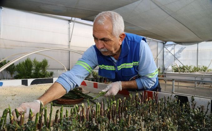 Akdeniz Belediyesi’nden yeşil alanlara sürdürülebilir katkı