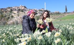 Mersin’deki atıl arazileri Nergis Soğanı ile değerlendiriyor