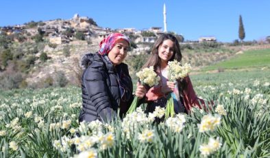 Mersin’deki atıl arazileri Nergis Soğanı ile değerlendiriyor