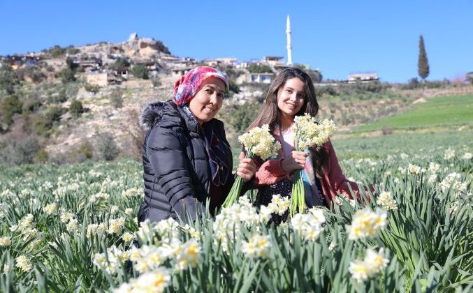 Mersin’deki atıl arazileri Nergis Soğanı ile değerlendiriyor