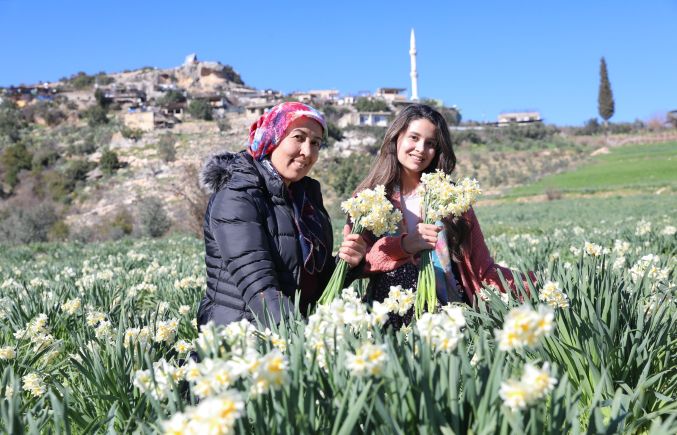 Mersin’deki atıl arazileri Nergis Soğanı ile değerlendiriyor